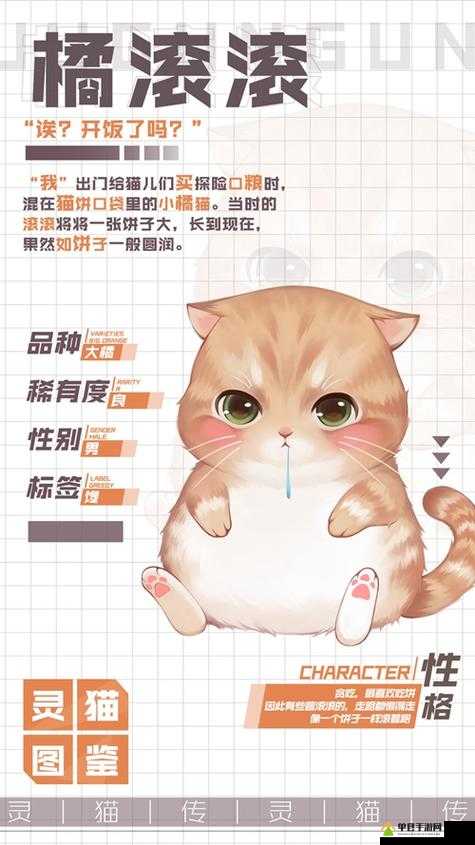 灵猫传橘苗苗究竟如何？全面揭秘灵猫属性攻略悬念解析