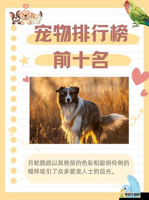 梦想新大陆哪个宠物最优选？揭秘宠物选择在资源管理中的关键与高效策略