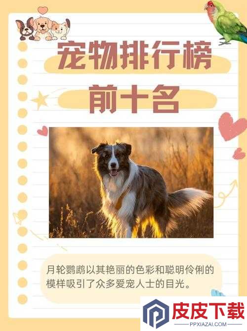 梦想新大陆哪个宠物最优选
