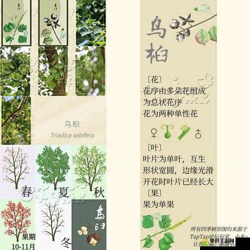 老农种树如何巧妙赠送树种子给邻居？揭秘赠送方法及资源管理奥秘