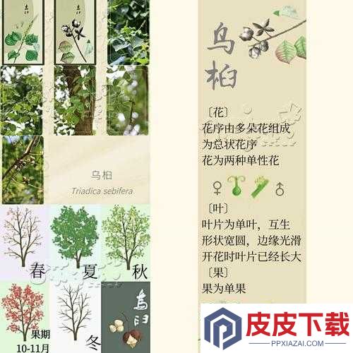 老农种树如何巧妙赠送树种子给邻居