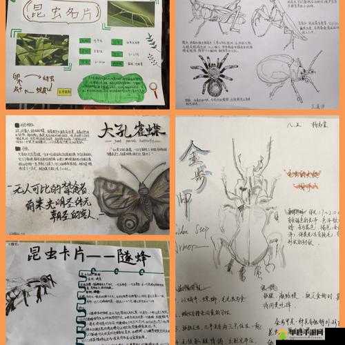 如何制作简单的昆虫标本？简单易懂的昆虫标本制作方法