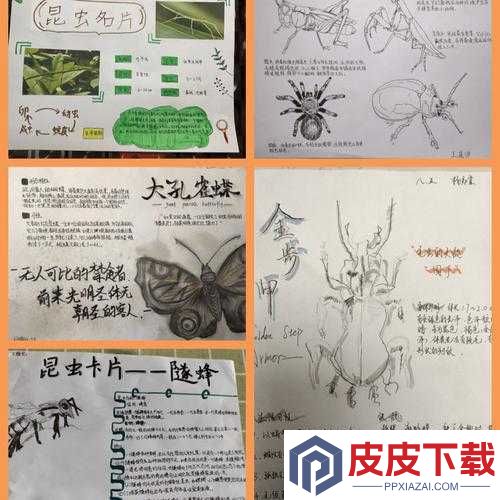 如何制作简单的昆虫标本