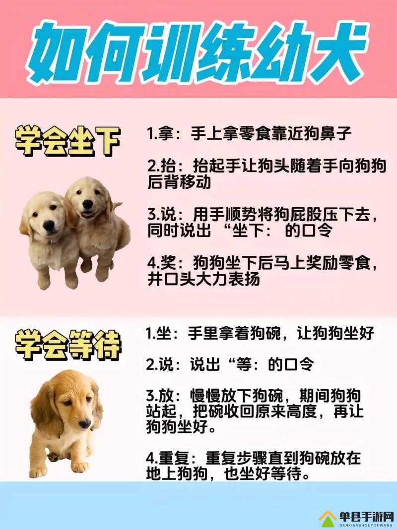 60条狗的养护与训练全攻略：从幼犬到成犬的全面指南