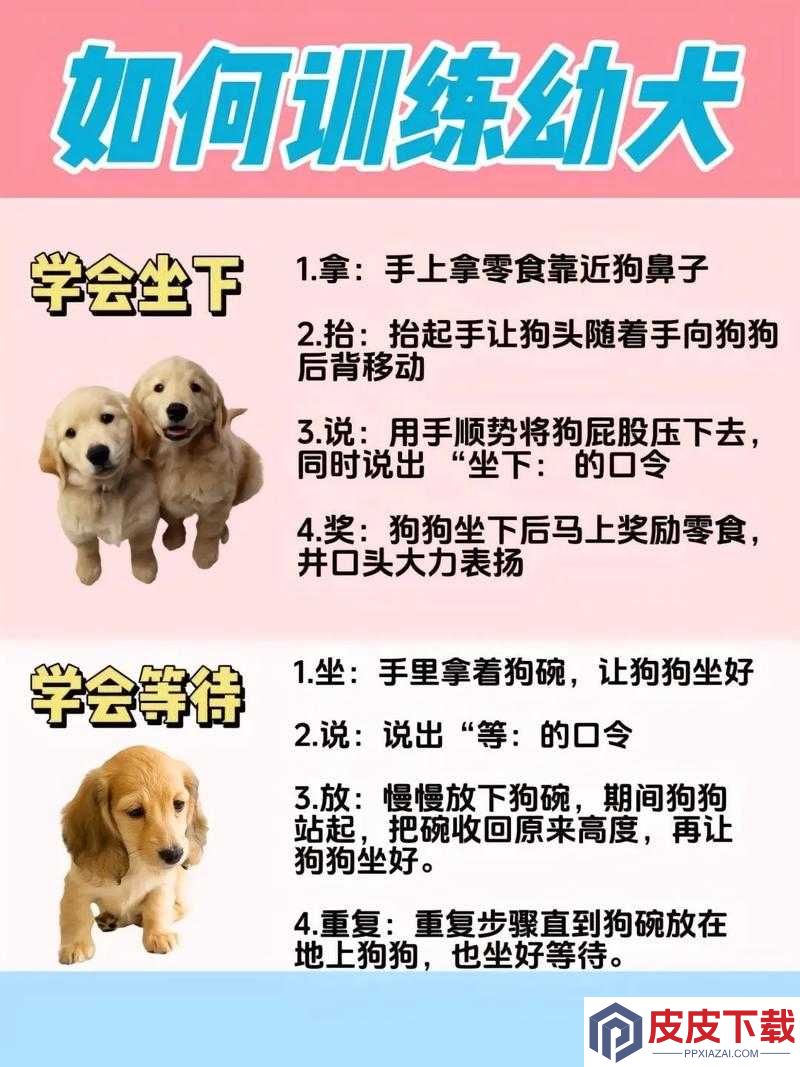 60条狗的养护与训练全攻略