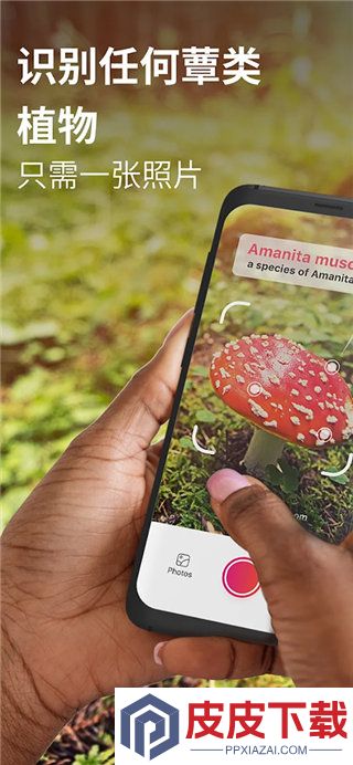 Picture Mushroom软件安装免费版下载