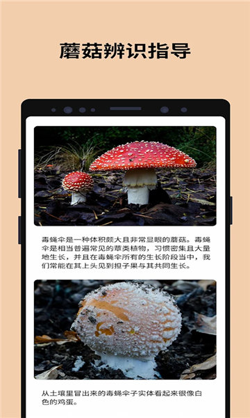Picture Mushroom软件安装免费版下载