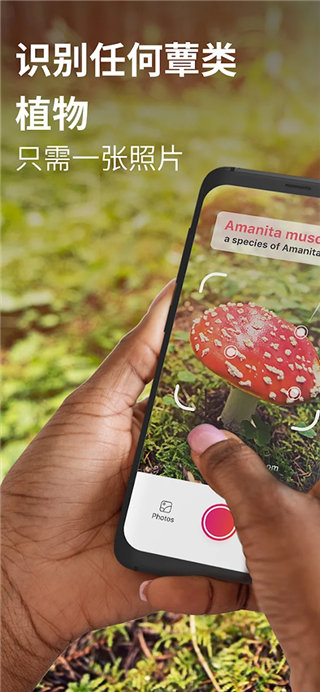 Picture Mushroom软件安装免费版下载