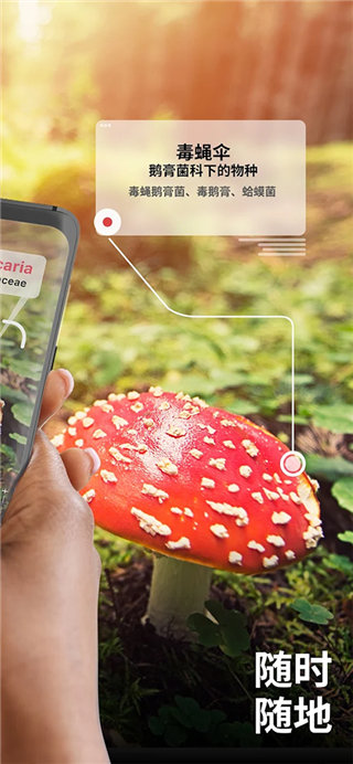 Picture Mushroom软件安装免费版下载