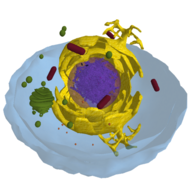 细胞模拟器（TheCell）手游