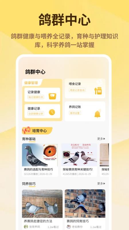 神奇的鸽子官方版