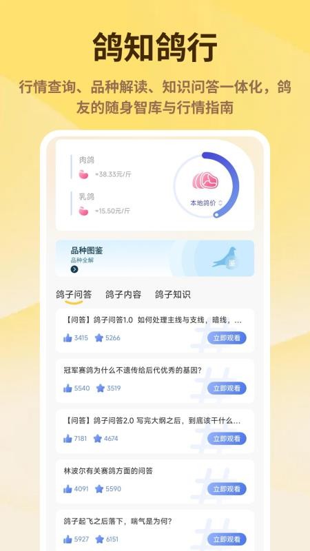 神奇的鸽子官方版